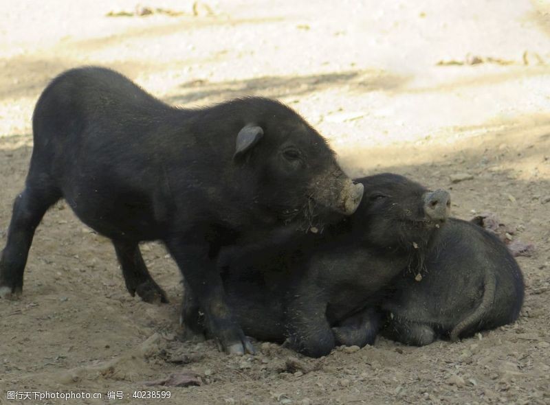 动物世界小猪仔猪图片