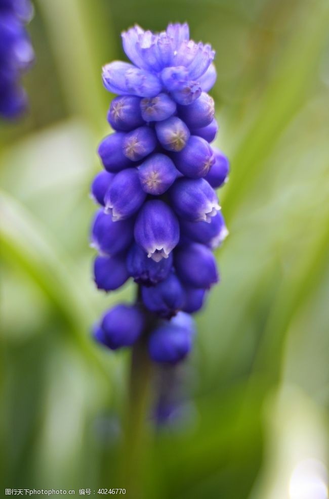 蓝紫色花一枝风信子图片