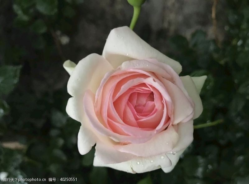 蔷薇科花卉月季图片
