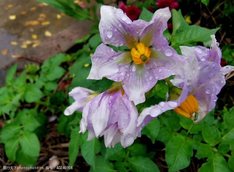 紫色花朵雨后小花图片