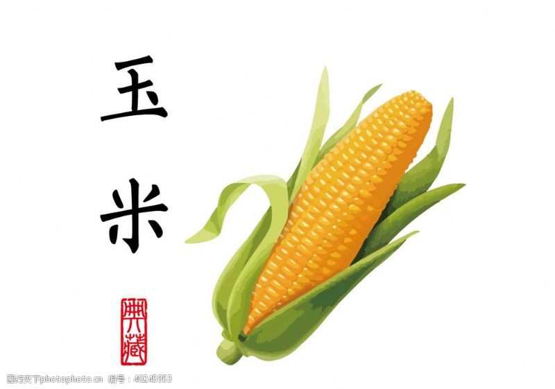 食物素材玉米插画图片