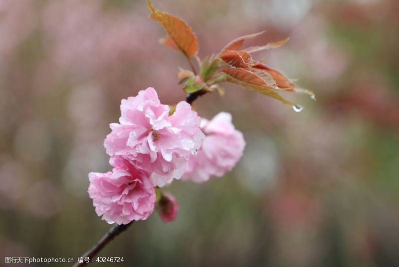 樱珠雨樱花图片