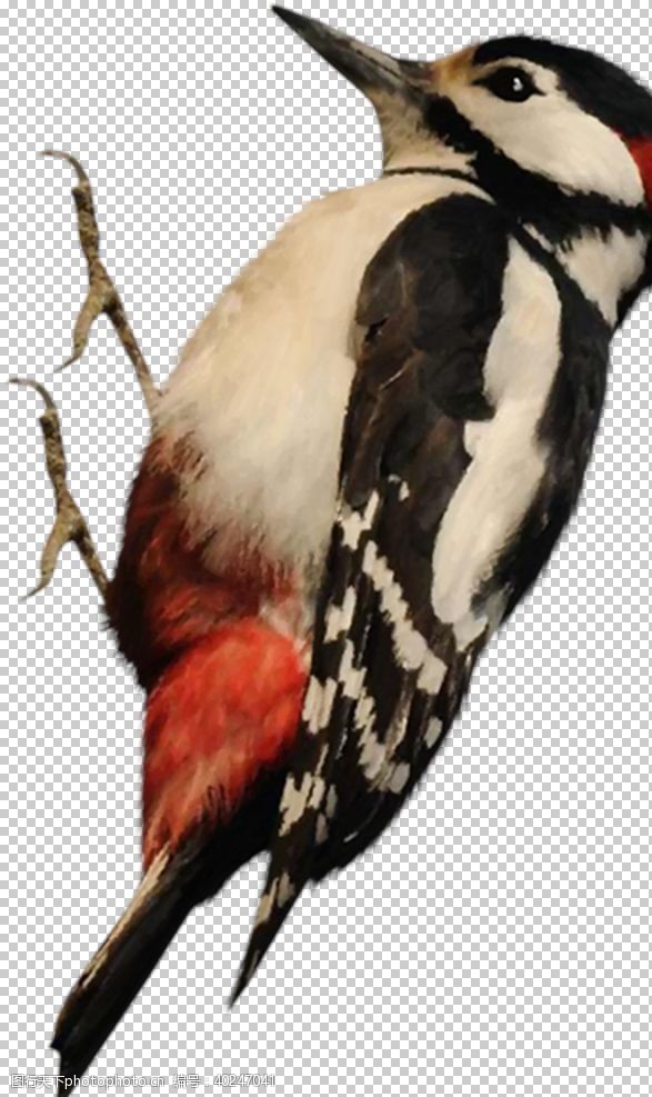 png透明底啄木鸟图片
