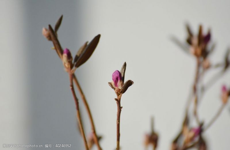 盛开花朵紫色干枝杜鹃花苞图片