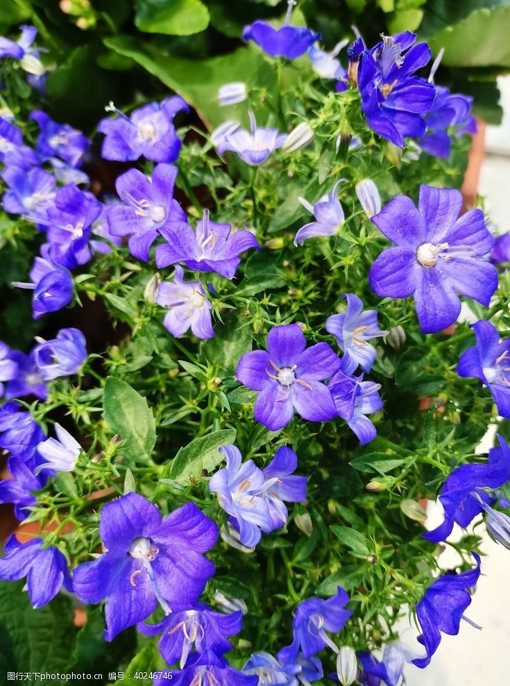盆栽植物紫色吉梗花图片