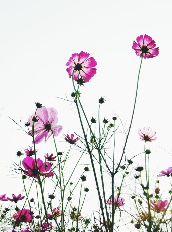 菊花格桑花图片