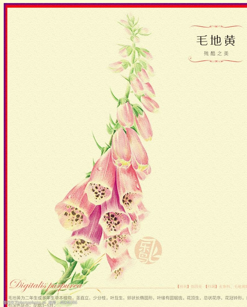 叶子花花图片