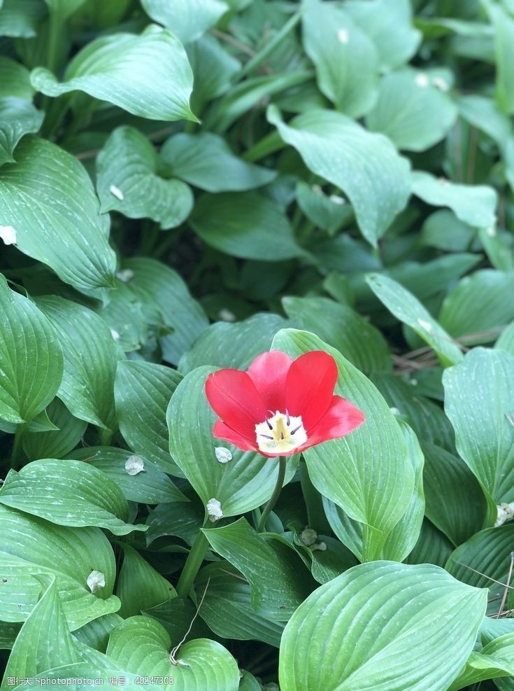 叶子花图片