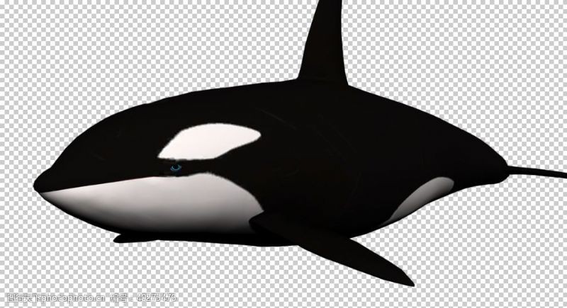 海洋生物鲸鱼图片