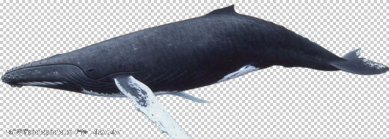 免扣图鲸鱼图片