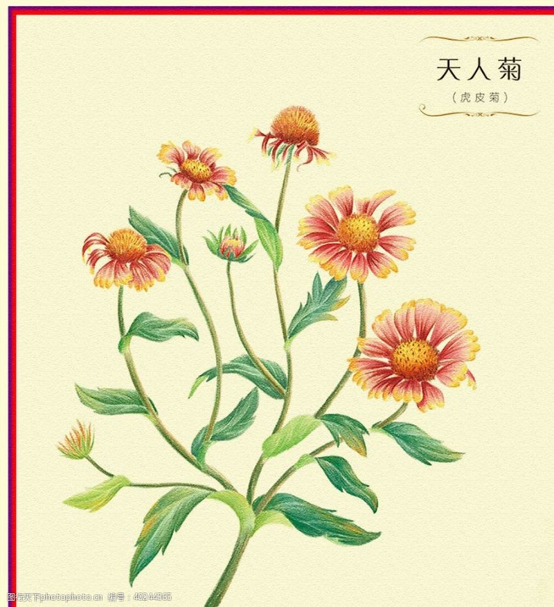 手绘花朵菊花图片