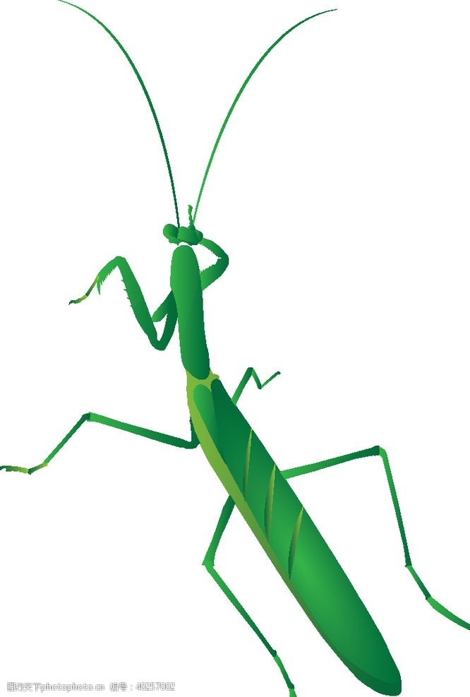 昆虫卡通手绘螳螂图片