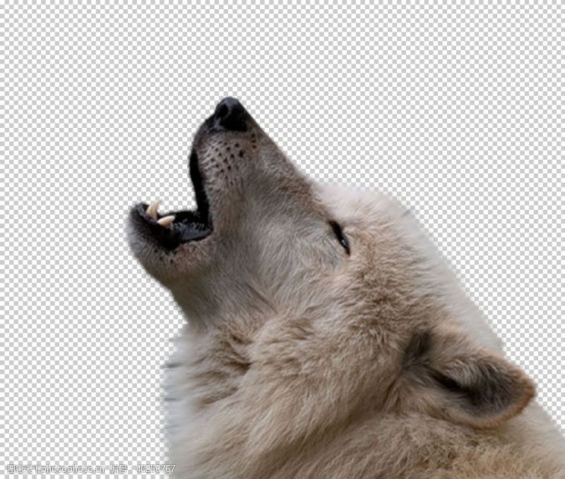 灰狼狼图片
