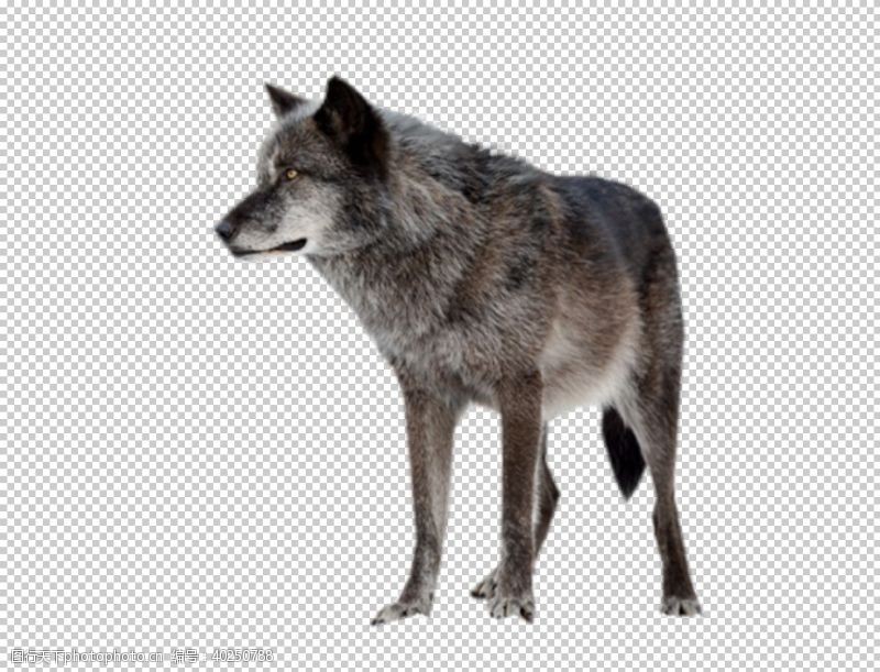 灰狼狼图片