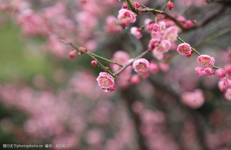 盛开花朵梅花图片