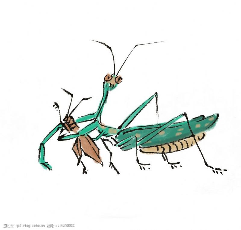 昆虫手绘卡通蚱蜢图片