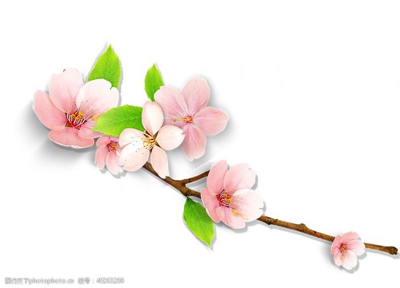 桃枝桃花矢量花卉图片