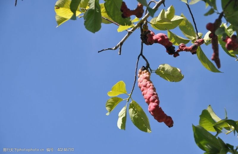 木果果木园林木本花卉玉兰的聚合蓇葖果图片