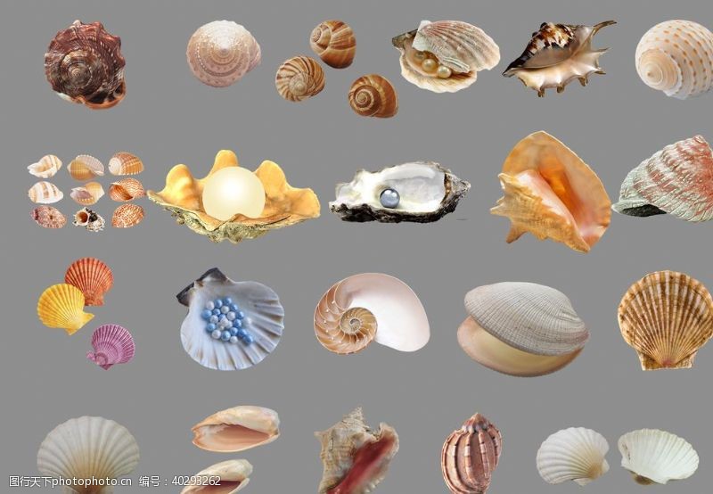 海底世界贝壳图片