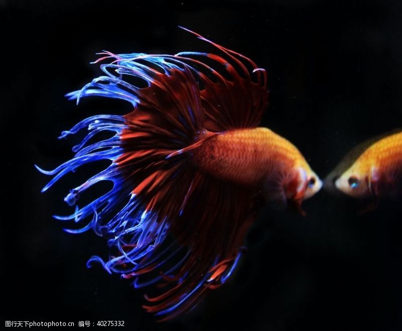 海底世界斗鱼图片