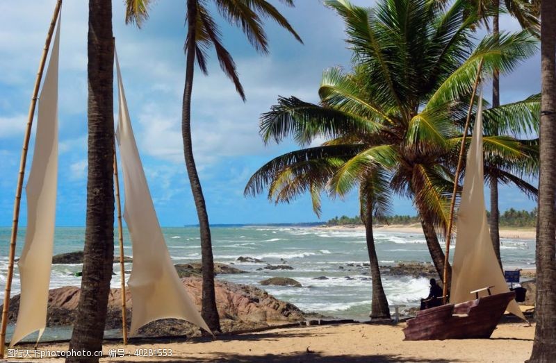 椰树海边的椰子树图片