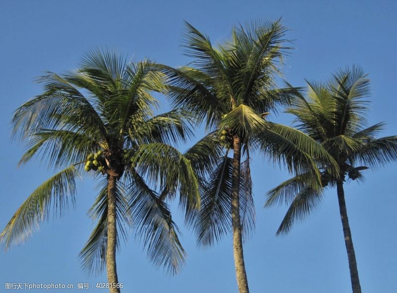 热带叶海边的椰子树图片
