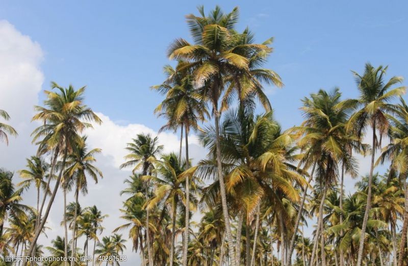 树木树叶海边的椰子树图片