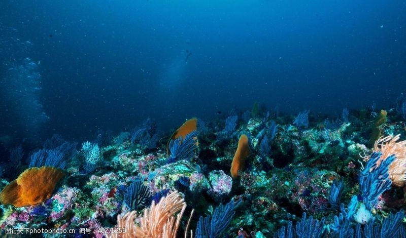 海洋鱼类海底世界图片