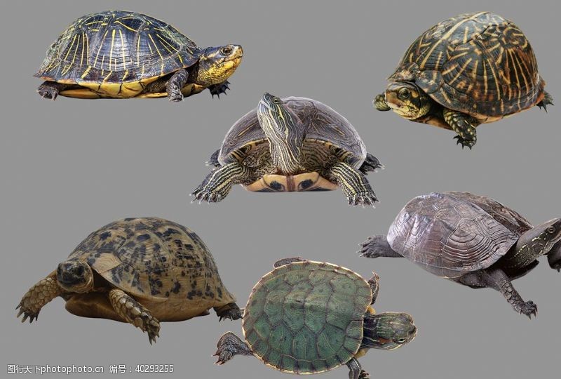 长寿湖海龟图片