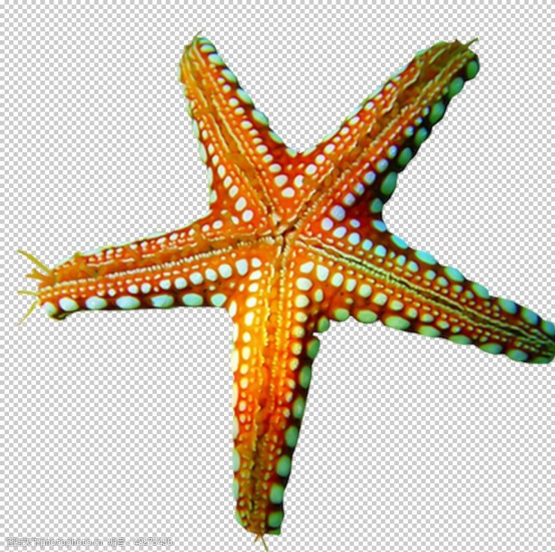 海底海洋世界海星图片