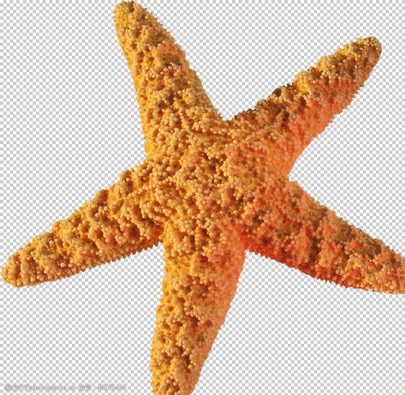 海洋鱼海星图片