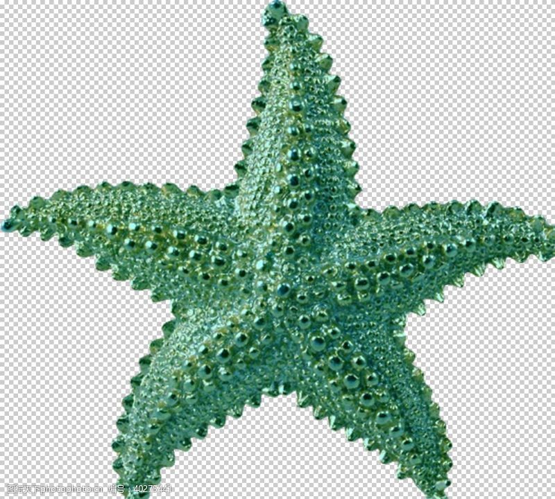 海洋鱼海星图片