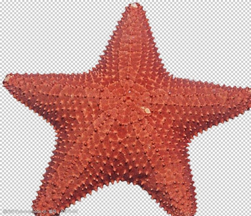明星海星图片