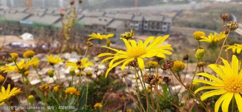 田园风光黄花图片