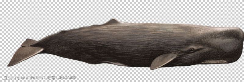 海底鲸鱼图片