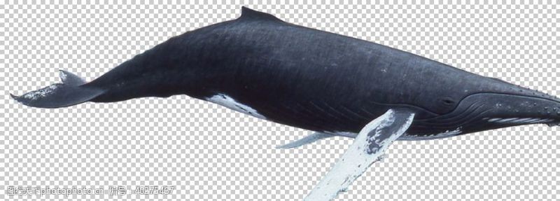 海洋鱼鲸鱼图片