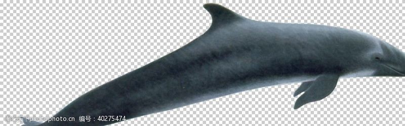 海洋鱼鲸鱼图片