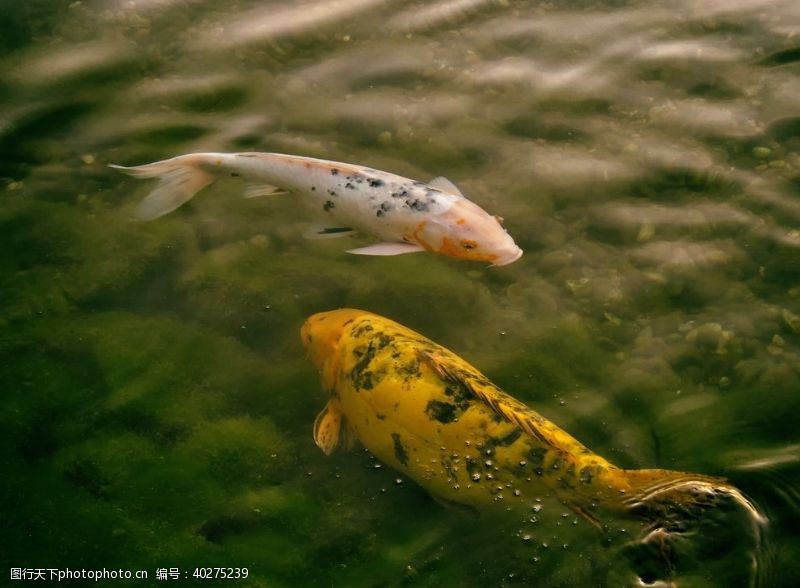 水世界锦鲤图片