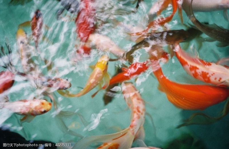 海洋鱼类锦鲤图片