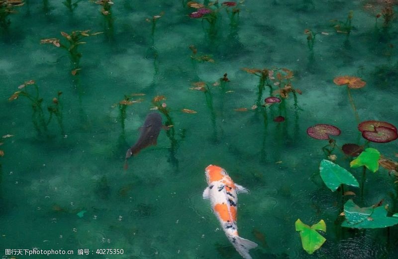 水底世界锦鲤图片
