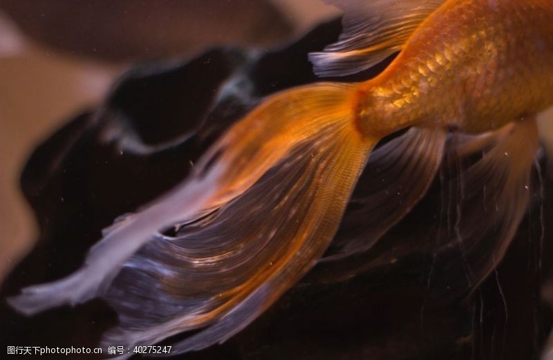 水彩金鱼尾巴图片