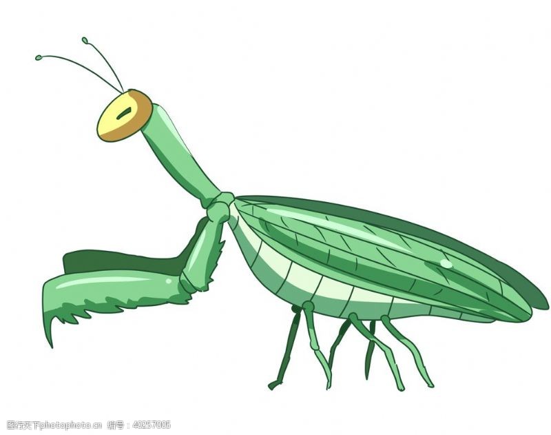 昆虫卡通手绘螳螂图片