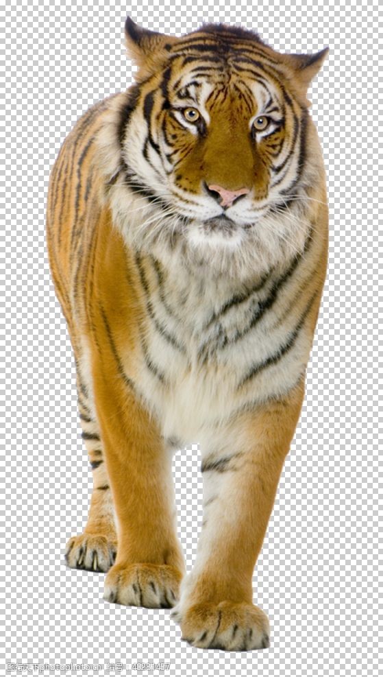 野生动物老虎图片