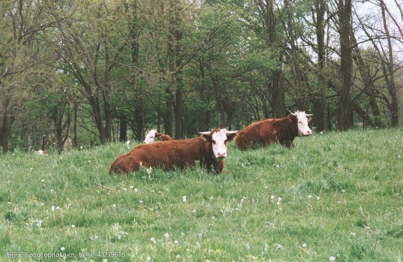 家畜牛图片