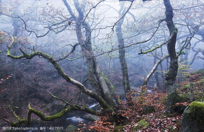 山水风景森林图片