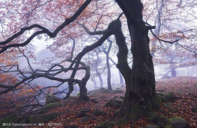 秋天素材森林图片