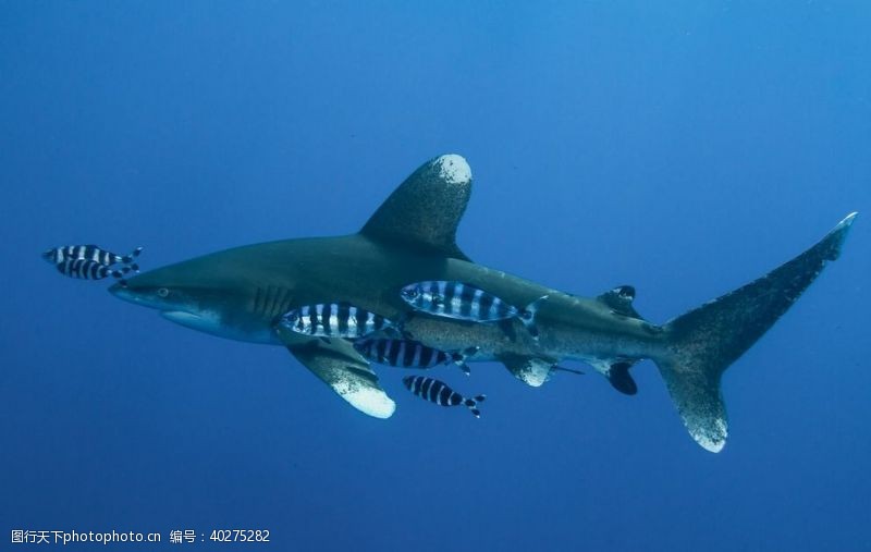 彩带鲨鱼图片