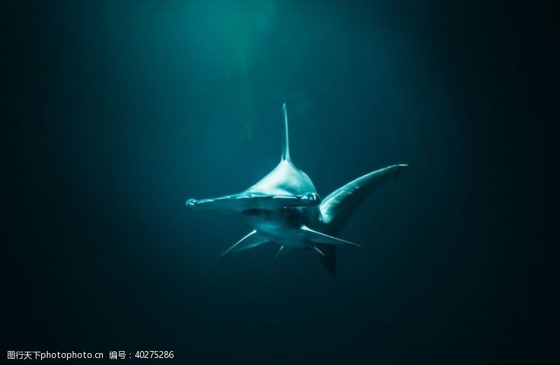 海洋鱼类鲨鱼图片