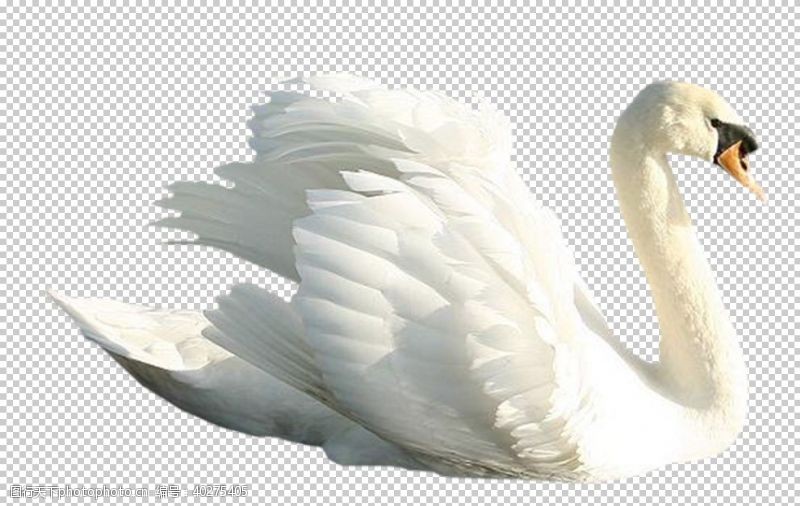 白天鹅天鹅图片