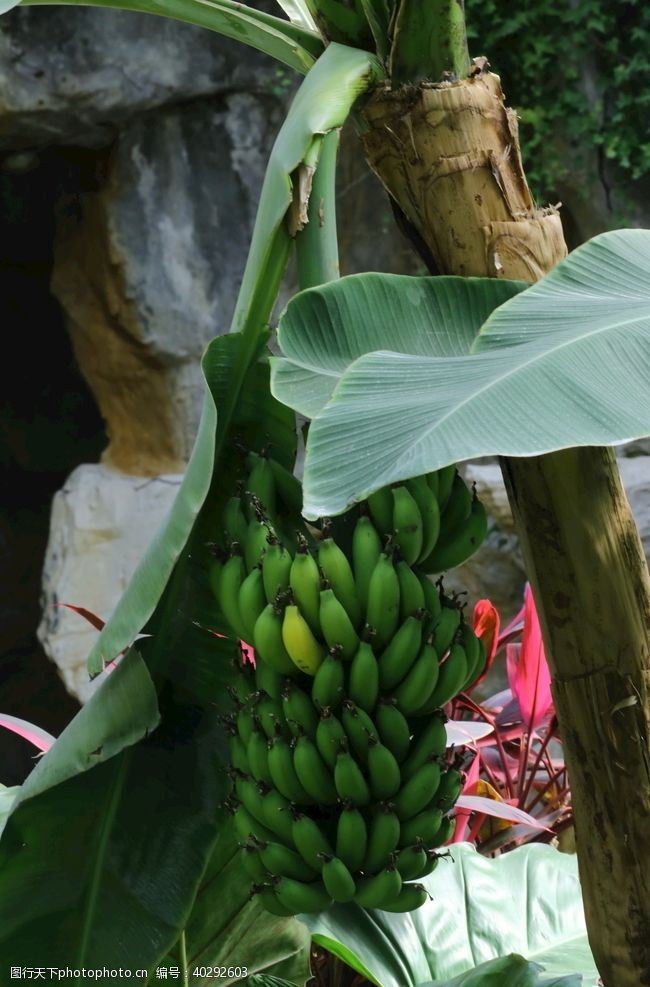 绿化景观香蕉图片